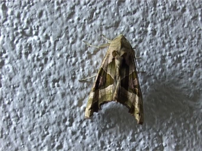 Achateule ( Phlogophora meticulosa ) : Moers, in unserem Keller, 22.04.2007